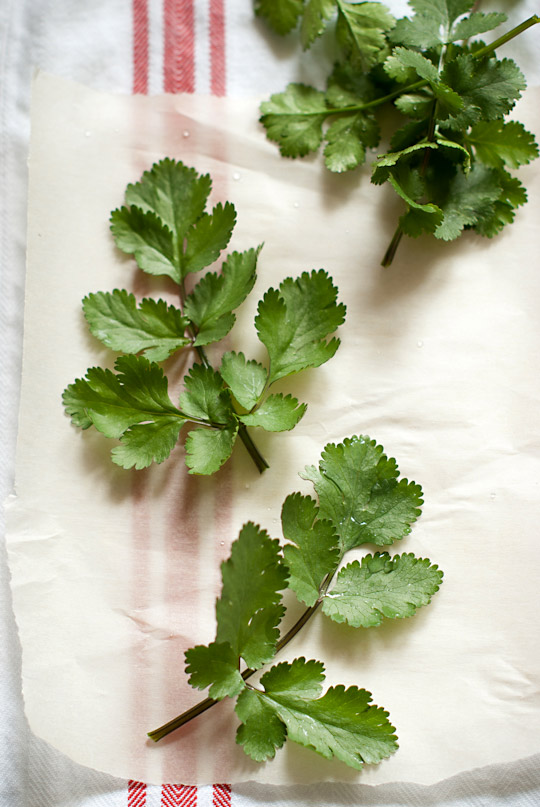 Cilantro leaves