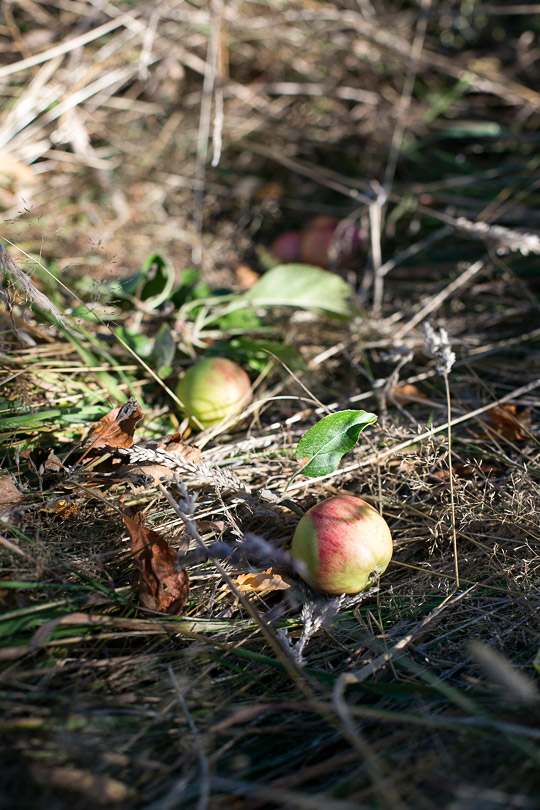 apples