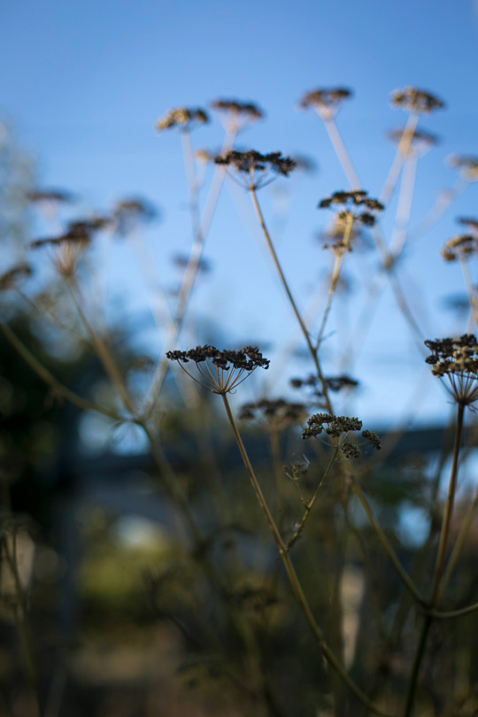 fennel seeds