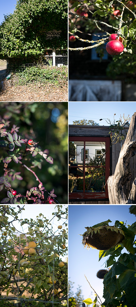 garden in autumn