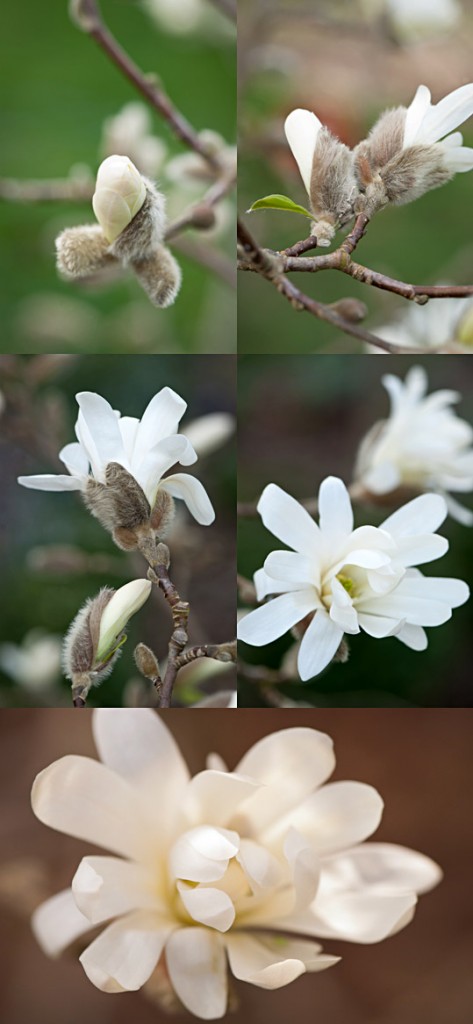 Star magnolia in my garden
