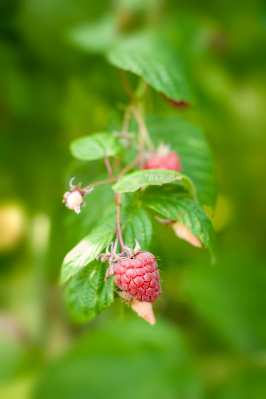 raspberry plant