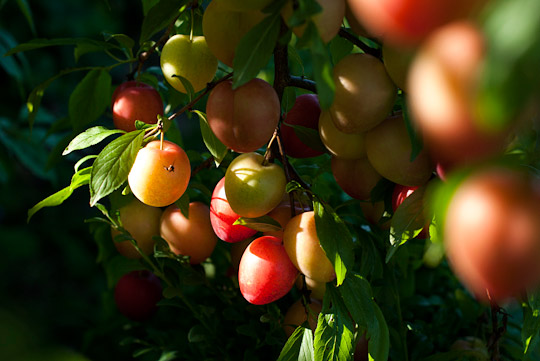 Japanese plums "Beauty"