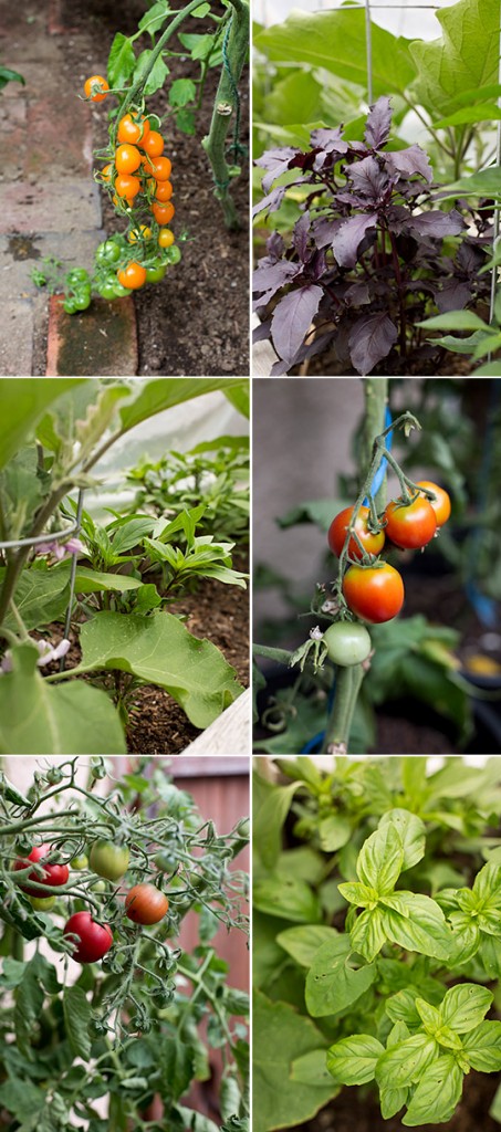 Heirloom tomatos and Dark Opal, Siam Queen and Genovese basil