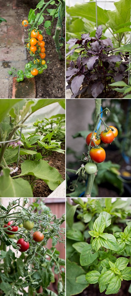 Heirloom tomatoes and Dark Opal, Siam Queen and Genovese basil plants