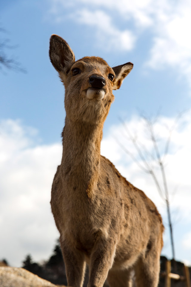 Deer at Nara park